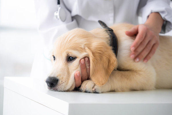 Imaging and Anatomical Insights into the Canine Perineal Region